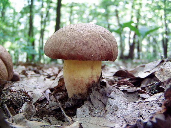 hríb kráľovský? Boletus regius? Krombh.1832