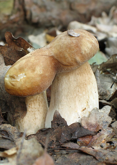 hríb dubový Boletus reticulatus Schaeff.