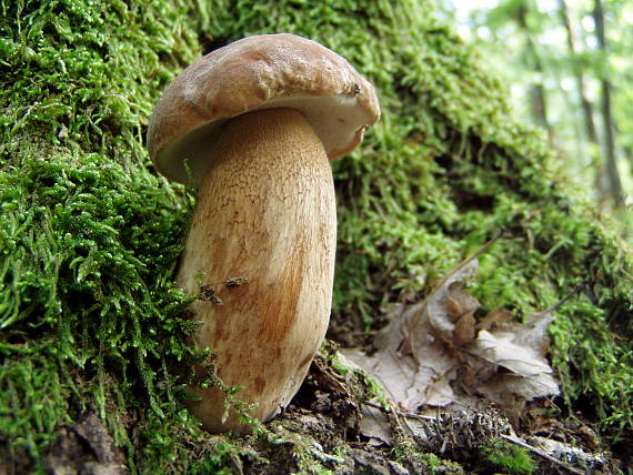 hríb dubový Boletus reticulatus Schaeff.