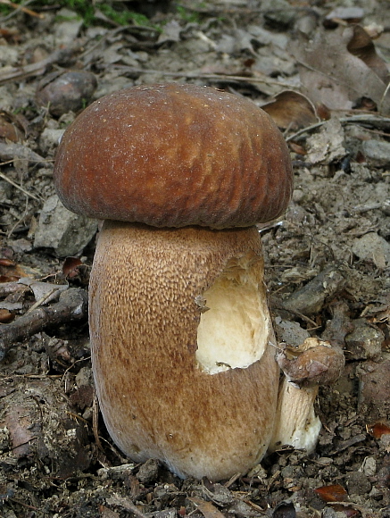 hríb dubový Boletus reticulatus Schaeff.