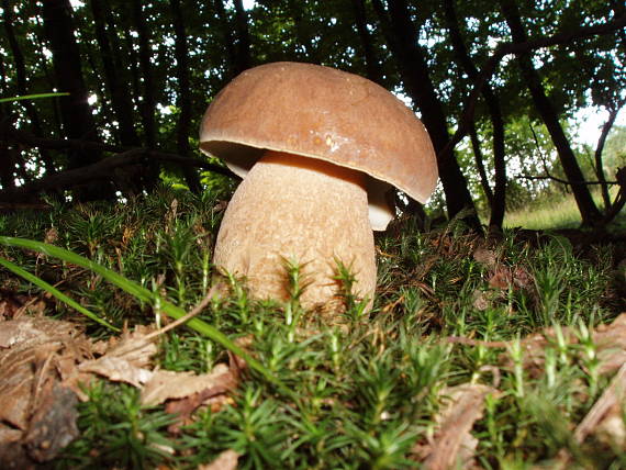 hríb dubový Boletus reticulatus Schaeff.