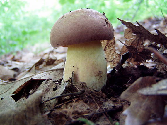 hríb kráľovský Butyriboletus regius (Krombh.) D. Arora & J.L. Frank