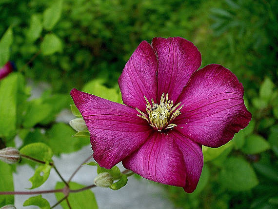 plamienok  Clematis  L.