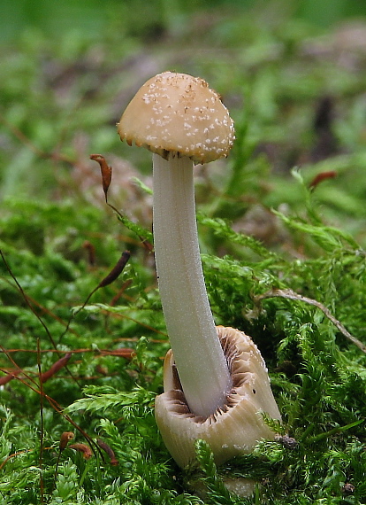 hnojník Coprinus sp.