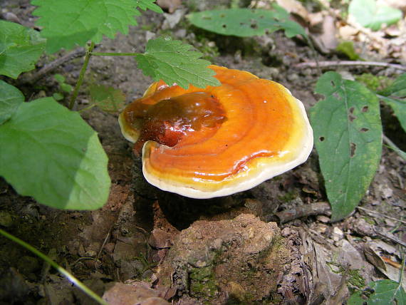 lesklokôrovka obyčajná Ganoderma lucidum (Curtis) P. Karst.