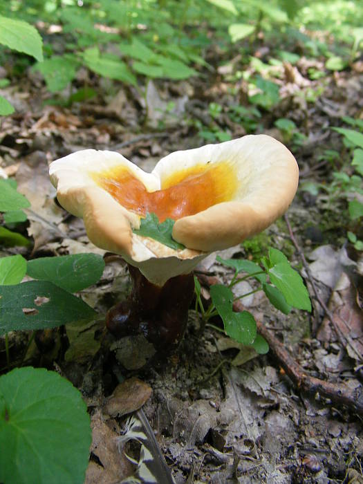 lesklokôrovka obyčajná Ganoderma lucidum (Curtis) P. Karst.