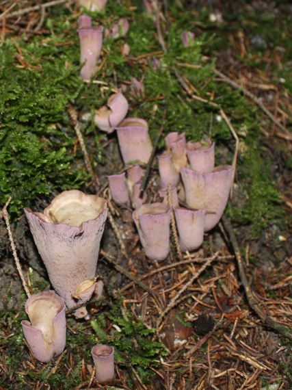 lievikovec kyjakovitý Gomphus clavatus (Pers.) Gray