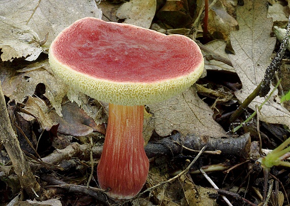 suchohríb karmínový Hortiboletus rubellus (Krombh.) Simonini, Vizzini & Gelardi