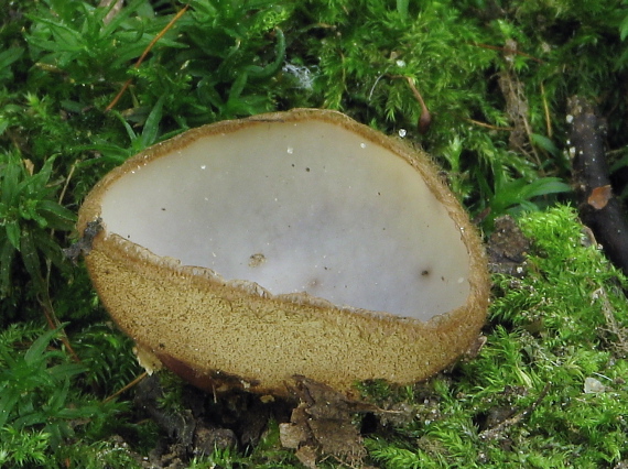 humária polguľovitá Humaria hemisphaerica (F.H. Wigg.) Fuckel