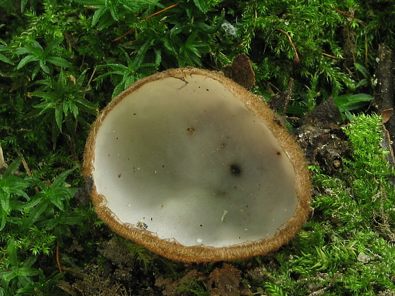 humária polguľovitá Humaria hemisphaerica (F.H. Wigg.) Fuckel