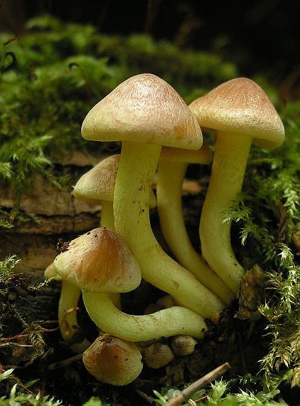 strapcovka zväzkovitá Hypholoma fasciculare (Huds.) P. Kumm.