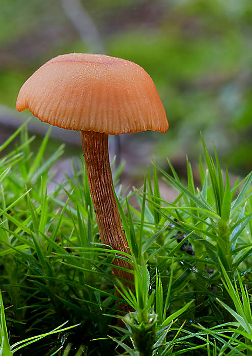 lakovka obyčajná Laccaria laccata (Scop.) Cooke