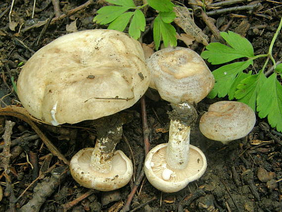 rýdzik Lactarius sp.