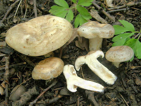 rýdzik Lactarius sp.