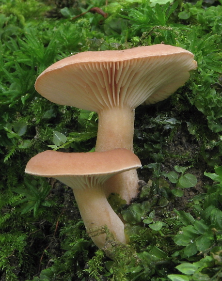 rýdzik Lactarius sp.