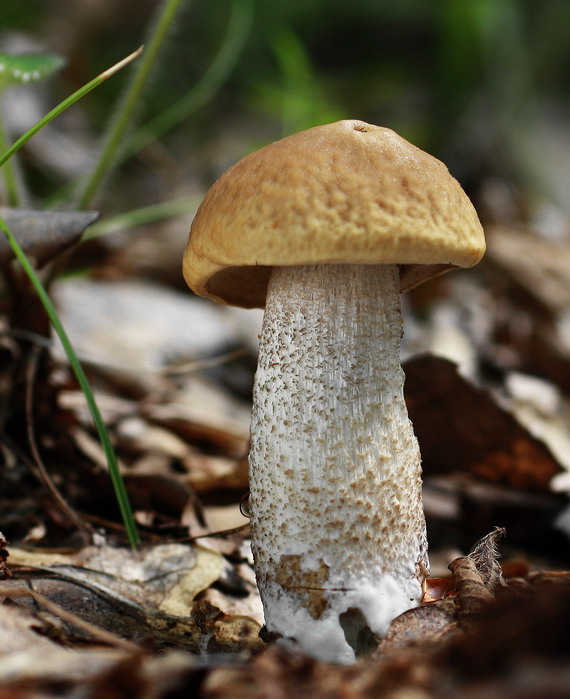 kozák hrabový Leccinum pseudoscabrum (Kallenb.) Šutara