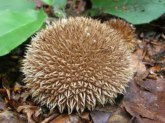 pýchavka ježatá Lycopercon echinatum