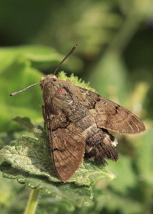 lišaj marinkový Macroglossum stellatarum