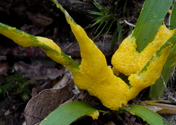 vápnikovec Physarum sp.