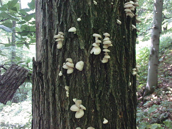 hliva buková? Pleurotus pulmonarius? Hliva buková