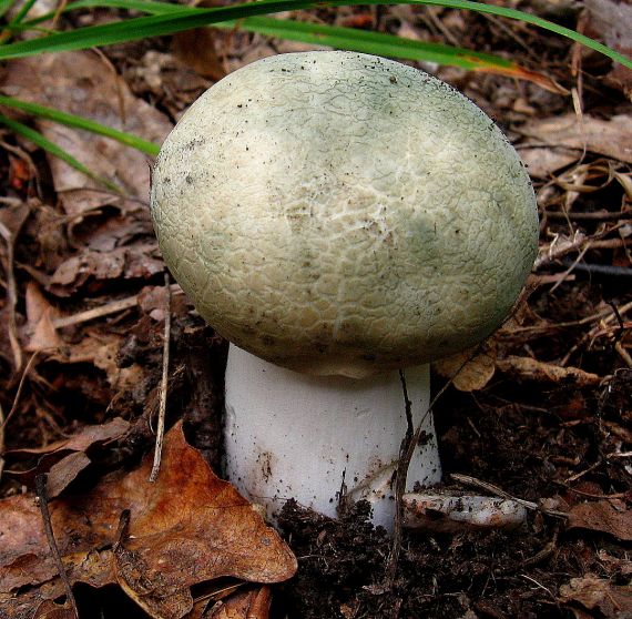 plávka zelenkastá Russula virescens (Schaeff.) Fr.