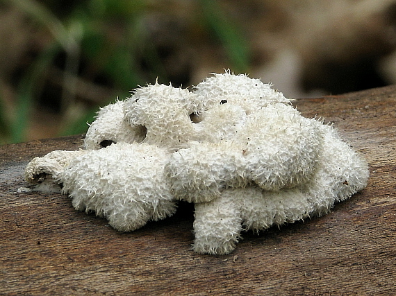 klanolupeňovka obyčajná Schizophyllum commune Fr.