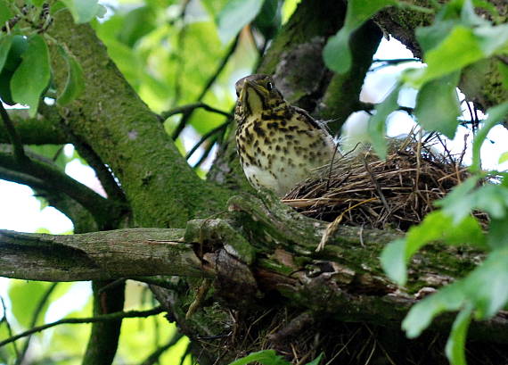 drozd plavý Turdus philomelos