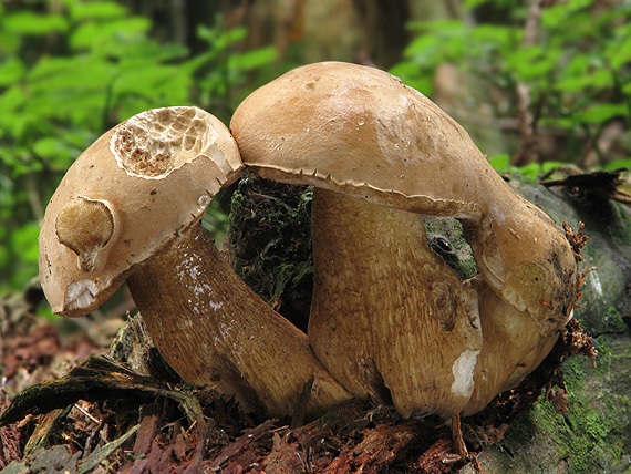 podhríb žlčový Tylopilus felleus (Bull.) P. Karst.