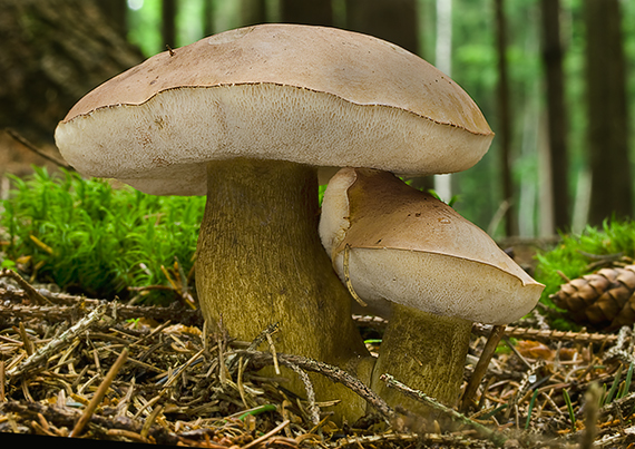 podhríb žlčový Tylopilus felleus (Bull.) P. Karst.