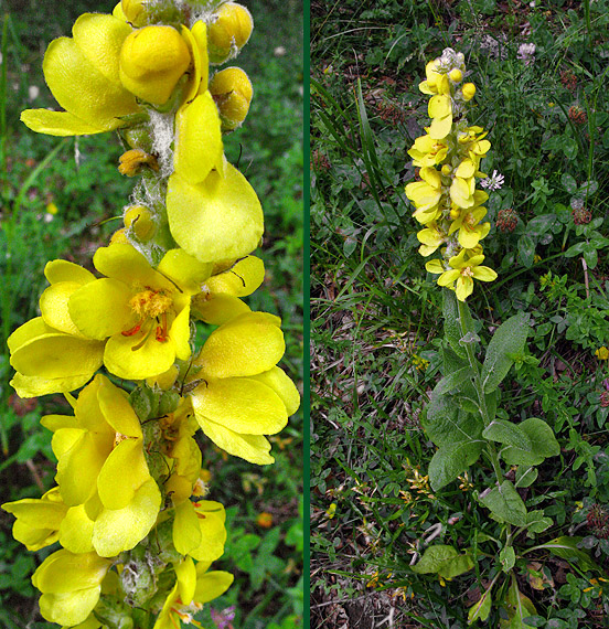 divozel Verbascum adamovicii