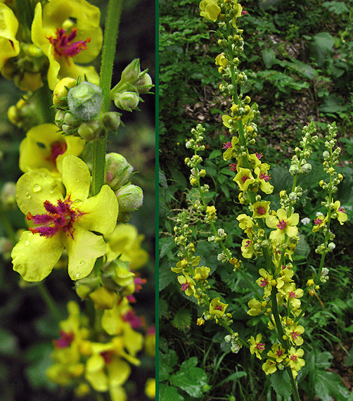 divozel čierny Verbascum nigrum L.