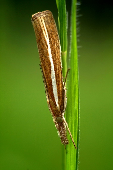 trávovec trávový Agriphila tristella