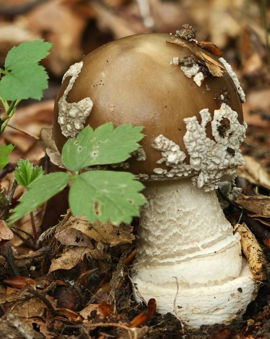 muchotrávka tigrovaná? Amanita pantherina? (DC.ex Fr.) Krombh.