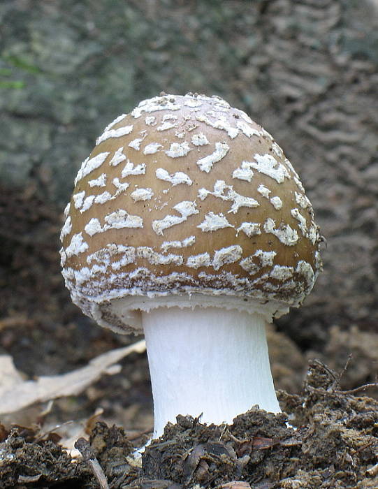 muchotrávka tigrovaná Amanita pantherina (DC.) Krombh.