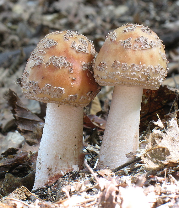 muchotrávka červenkastá Amanita rubescens Pers.