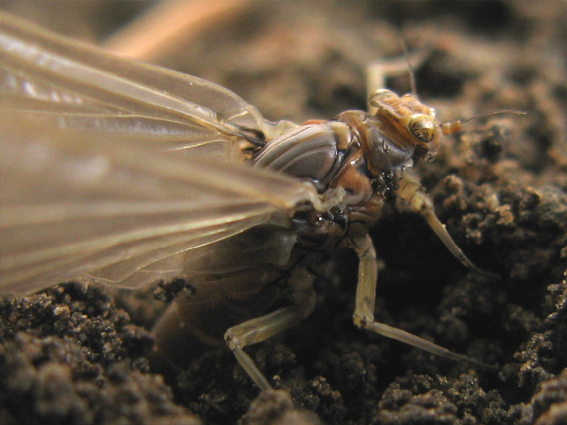 podenkovité Baetidae fam.