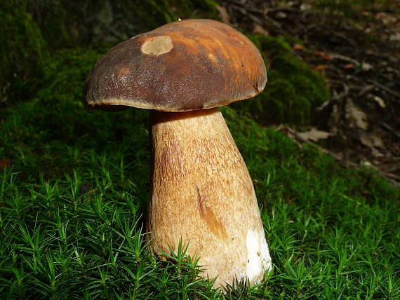 hríb bronzový Boletus aereus Bull. ex Fr.