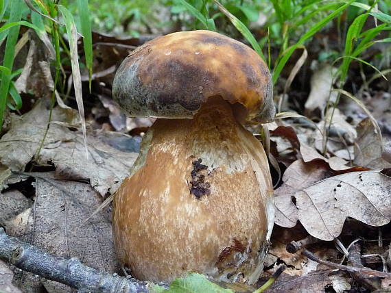 hríb bronzový Boletus aereus Bull. ex Fr.