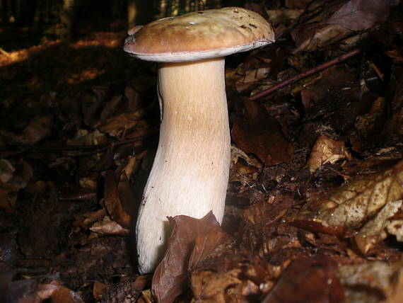 hríb smrekový Boletus edulis Bull.