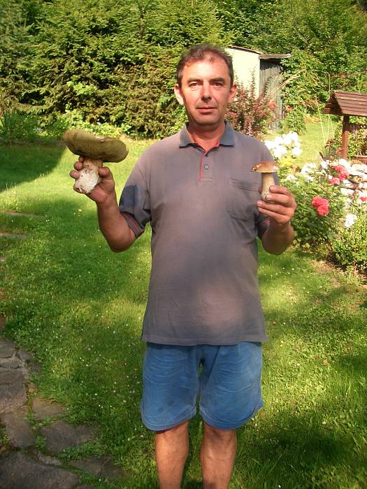 hríb smrekový Boletus edulis Bull. ex Fr.