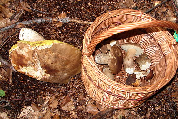 hríb smrekový Boletus edulis Bull.