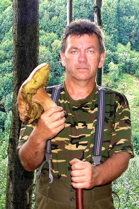 hríb smrekový Boletus edulis Bull. ex Fr.