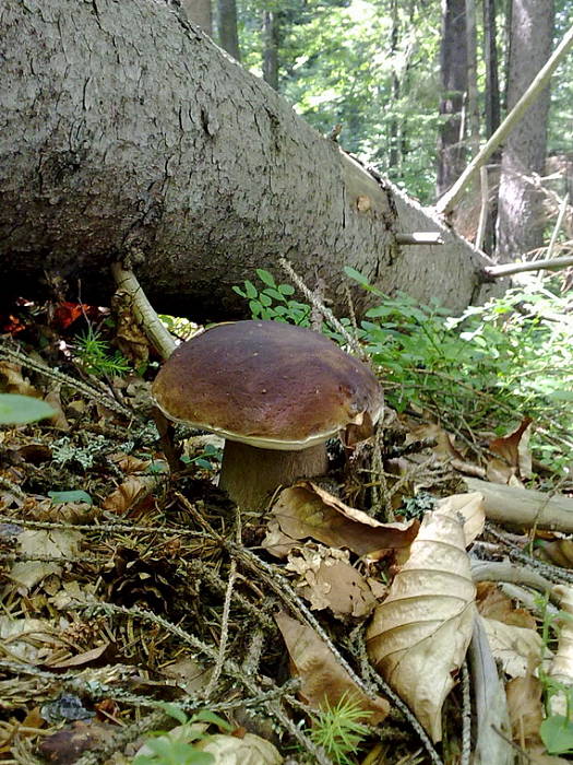 hríb smrekový Boletus edulis Bull.