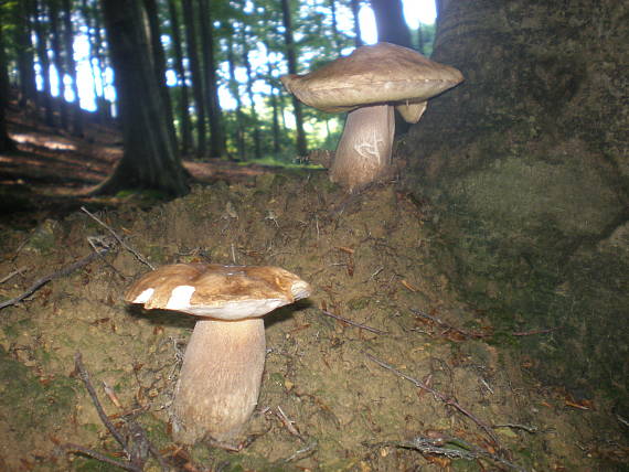 hríb smrekový Boletus edulis Bull.