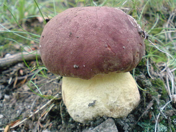 hríb sosnový Boletus pinophilus Pil. et Dermek in Pil.