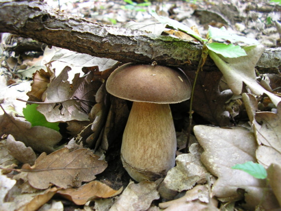 hríb dubový Boletus reticulatus Schaeff.