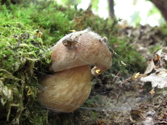 hríb dubový Boletus reticulatus Schaeff.