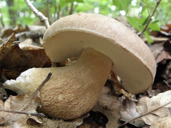 hríb dubový Boletus reticulatus Schaeff.