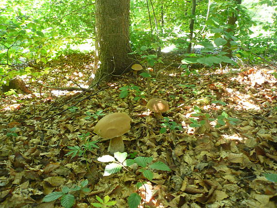 hríb dubový Boletus reticulatus Schaeff.