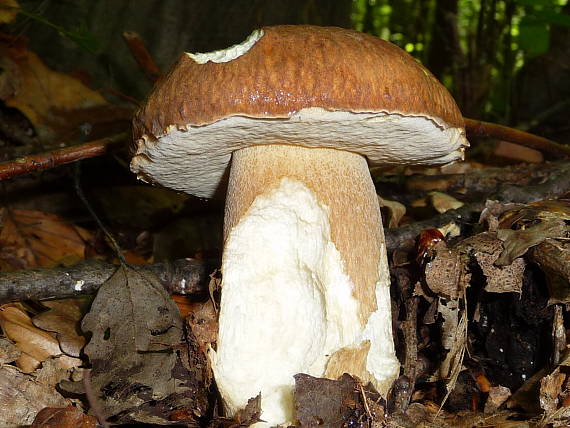 hríb dubový Boletus reticulatus Schaeff.